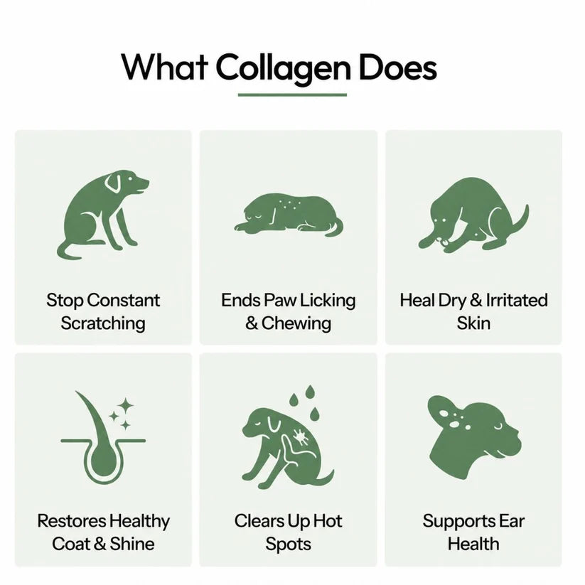 Canbloom Premium Liquid Collagen